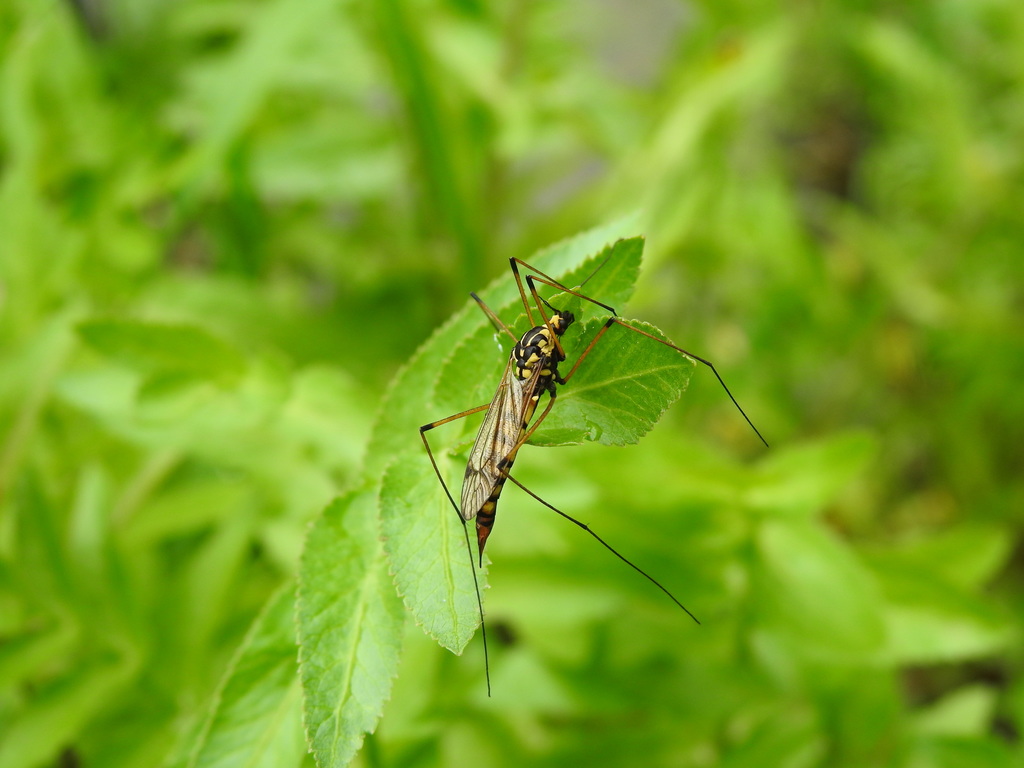 Nephrotoma luteata