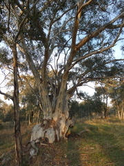 Eucalyptus rossii