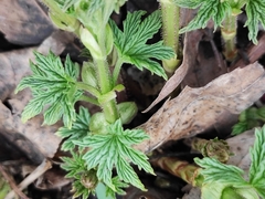 Humulus lupulus