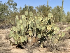 Opuntia engelmannii engelmannii