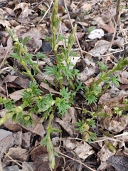 Humulus lupulus