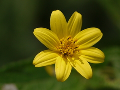 Wedelia urticaefolia