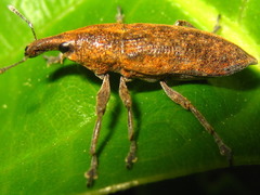 Lixus impressiventris