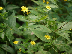 Wedelia urticaefolia