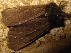 Epatolmis luctifera