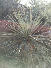 Dasylirion berlandieri