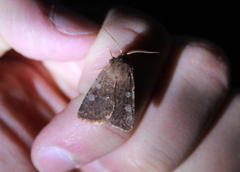 Cerastis tenebrifera