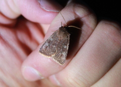 Cerastis tenebrifera