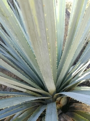 Dasylirion berlandieri