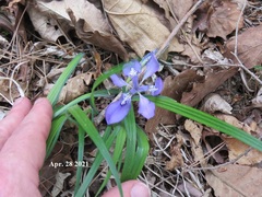 Iris rossii