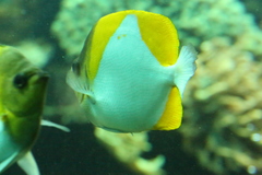 Chaetodontidae