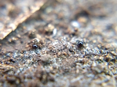 Galumnidae