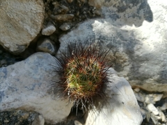 Escobaria emskoetteriana