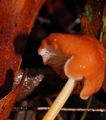 Marasmius elegans