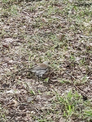Turdus pilaris