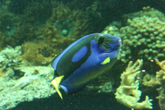 Paracanthurus