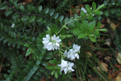 Veronica vernicosa