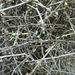 Melicytus flexuosus - Photo (c) John Barkla, some rights reserved (CC BY), uploaded by John Barkla