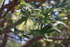 Cussonia natalensis