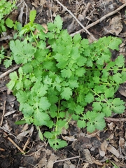 Chelidonium majus