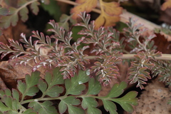 Corydalis ophiocarpa