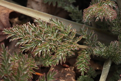 Corydalis ophiocarpa