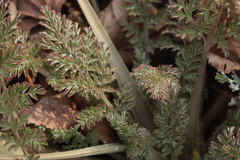 Corydalis ophiocarpa