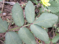 Angelica decursiva