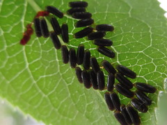 Paropsides soriculata