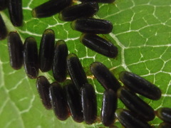 Paropsides soriculata