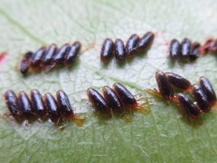 Paropsides soriculata