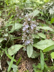 Ajuga nipponensis