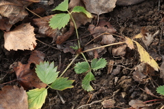Fragaria iinumae