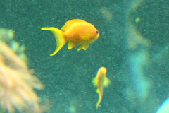 Pseudanthias