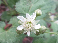 Rubus crataegifolius