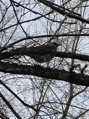 Turdus pilaris