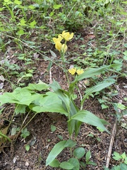 Cephalanthera falcata