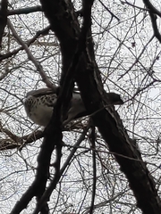 Turdus pilaris