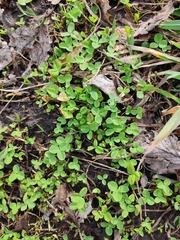 Trifolium repens