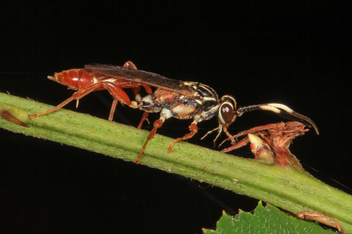 Melanichneumon honestus