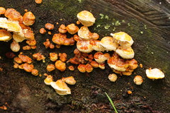 Rigidoporus laetus