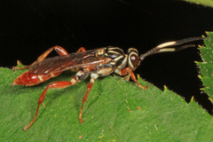 Melanichneumon