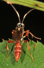 Melanichneumon