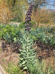 Fritillaria persica