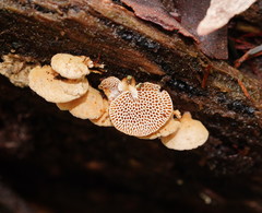 Panellus luxfilamentus