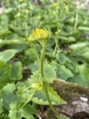 Doronicum columnae