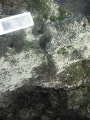 Steromphala umbilicalis