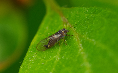 Psyllinae