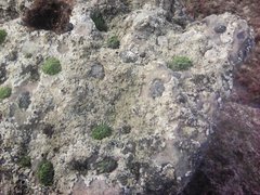 Austrominius modestus