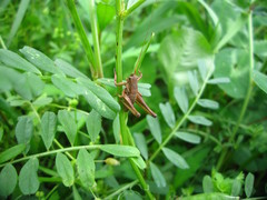 Atlanticus kiangsu